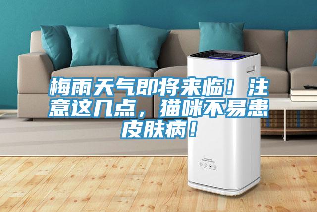 梅雨天氣即將來臨！注意這幾點，貓咪不易患皮膚??！